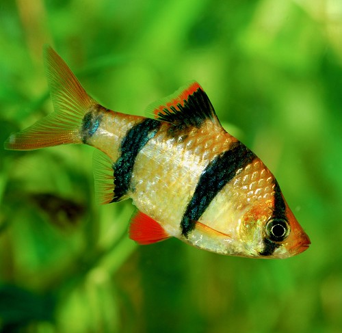 Barbus tetrazona - Barbus de sumatra L